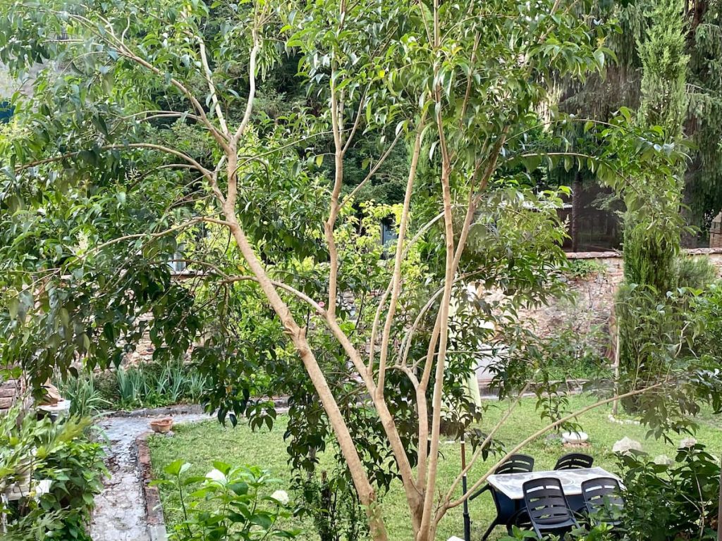 Vista sul giardino dal Gelso Bianco
